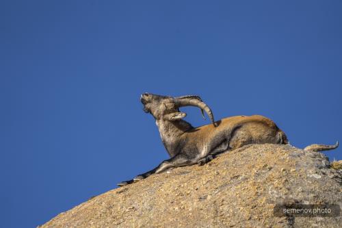 Пиренейский горный козёл. PYRENEAN IBEX